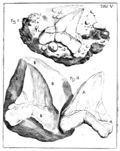 Scilla plate 5