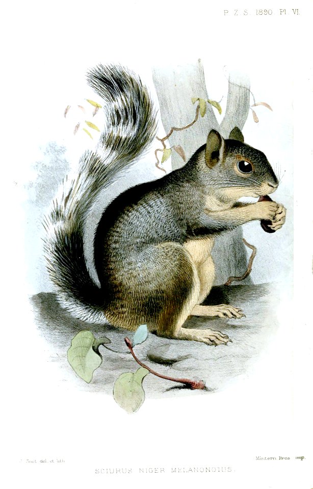 SciurusNigerSmit