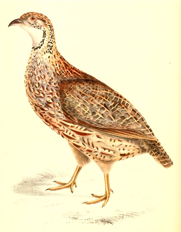 Scleroptila levaillantoides female 1838