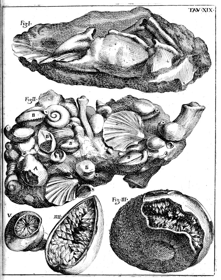 Scilla plate 19