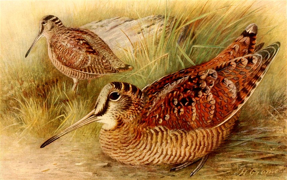 Scolopax rusticola 1921