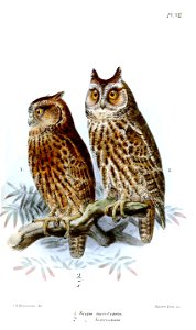 ScopsMorotensisBouruensisKeulemans
