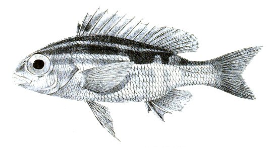 Scolopsis cancellatus Ford 22