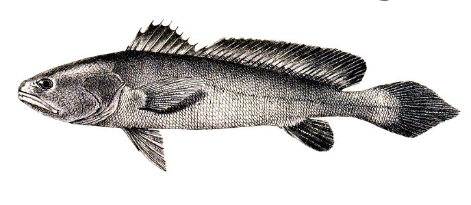 Sciaenoides brunneus Ford 45