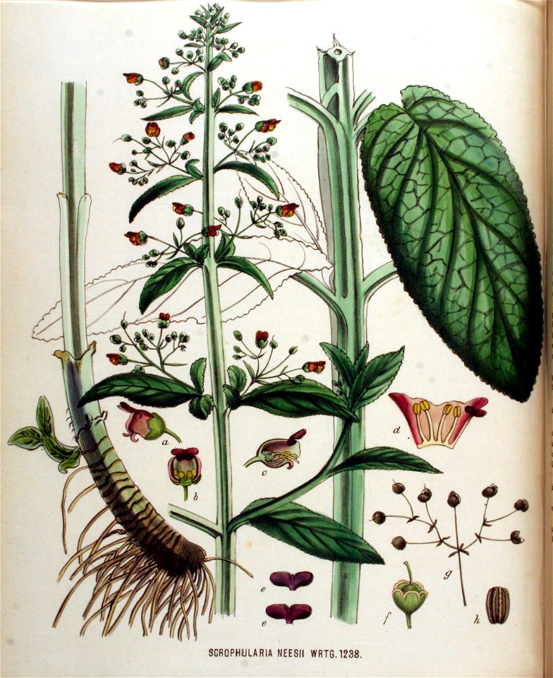 Scrophularia neesii — Flora Batava — Volume v16