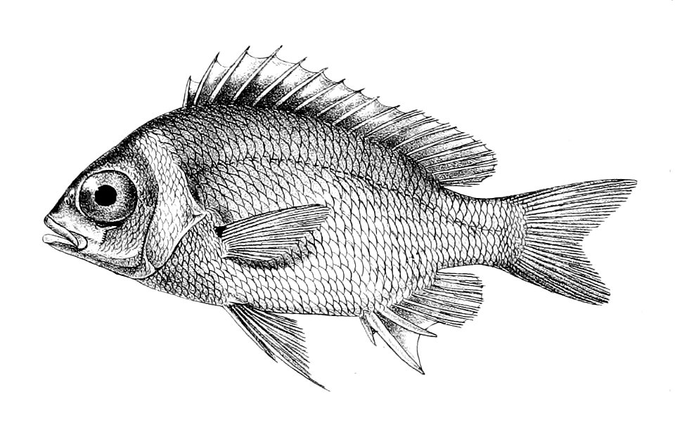 Scolopsis vosmeri juv. Ford 23