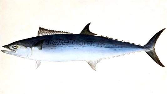 Scomberomorus niphonius Naturalis Biodiversity Center - RMNH.ART.192 - Scomberomorus nichonius (Cuvier) - Kawahara Keiga - 1823 - 1829 - Siebold Collection - pencil drawing - water colour