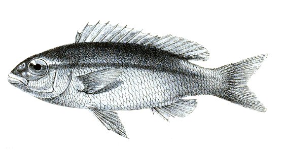 Scolopsis monogramma Ford 22