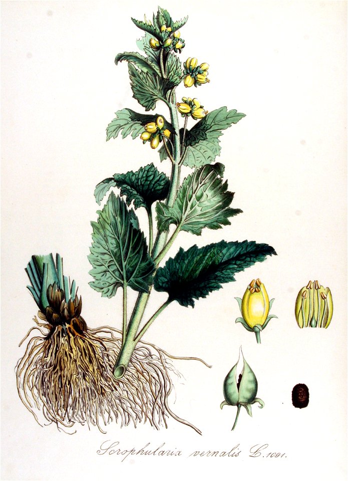 Scrophularia vernalis — Flora Batava — Volume v14