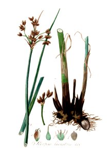 Scirpus lacustris — Flora Batava — Volume v9. Free illustration for personal and commercial use.