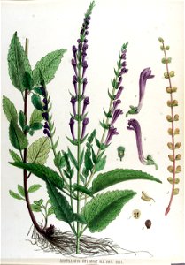 Scutellaria columnae — Flora Batava — Volume v17