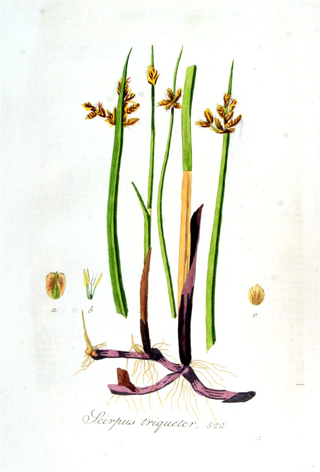 Scirpus triqueter — Flora Batava — Volume v7