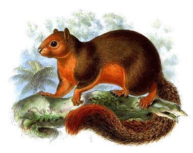 Sciurus sladeni Keulemans