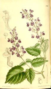 Scutellaria violacea 136-8320