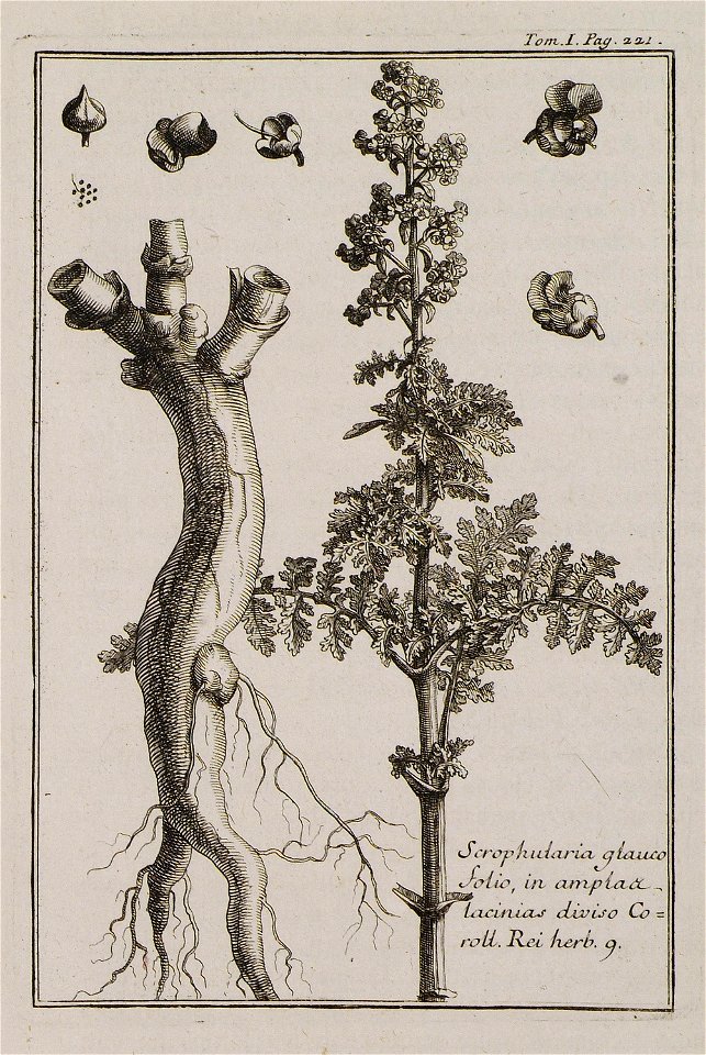 Scrophylaria glaucofolio, in amplas lacinias diviso Corol Inst Rei herb 9 - Tournefort Joseph Pitton De - 1717