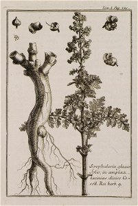 Scrophylaria glaucofolio, in amplas lacinias diviso Corol Inst Rei herb 9 - Tournefort Joseph Pitton De - 1717