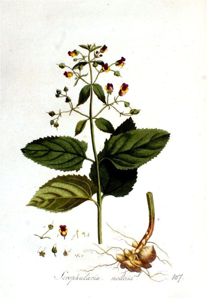 Scrophularia nodosa — Flora Batava — Volume v2