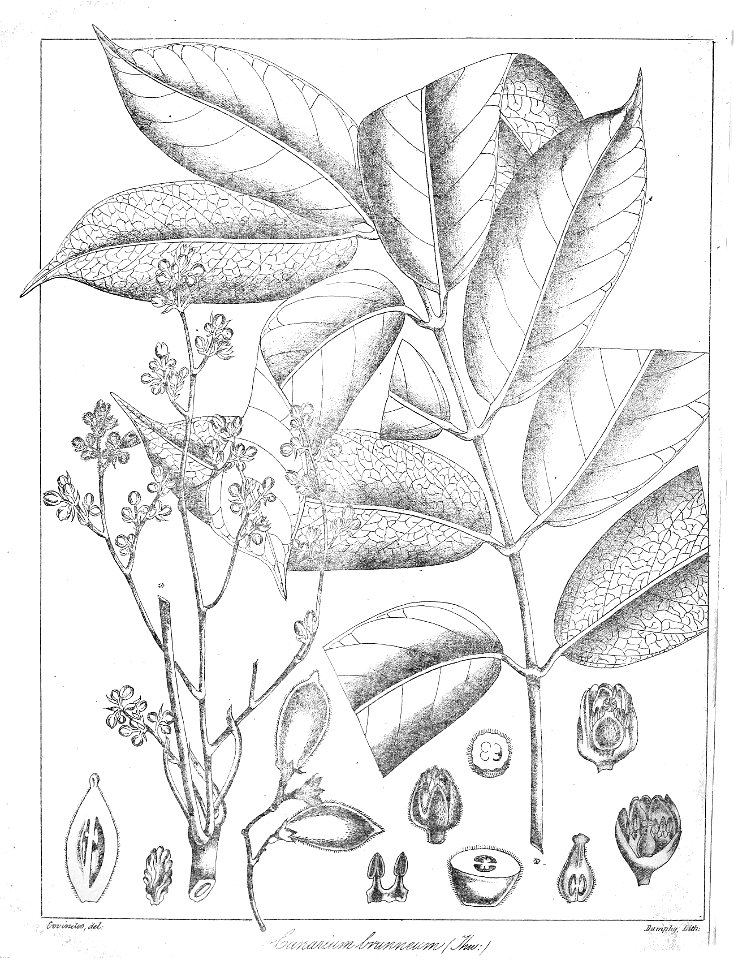 Scutinanthe brunnea Govindoo