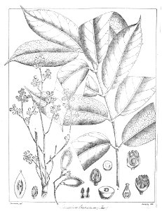 Scutinanthe brunnea Govindoo