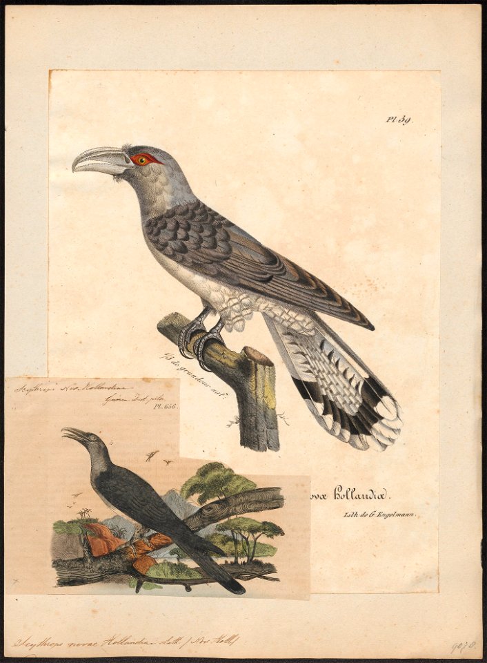 Scythrops novae hollandiae - 1825-1834 - Print - Iconographia Zoologica - Special Collections University of Amsterdam - UBA01 IZ18800325