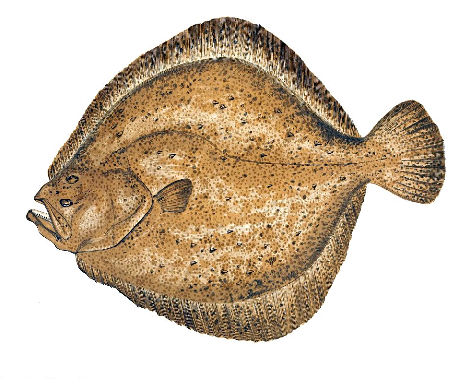 Scophthalmus maximus Gervais