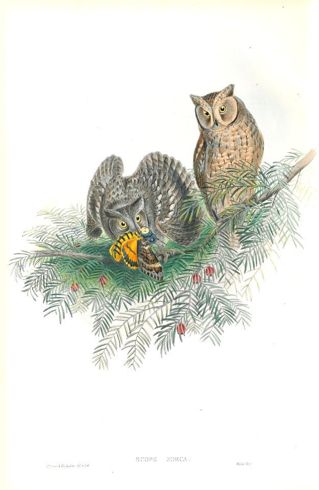 Scops Zorca