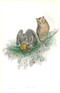 Scops Zorca