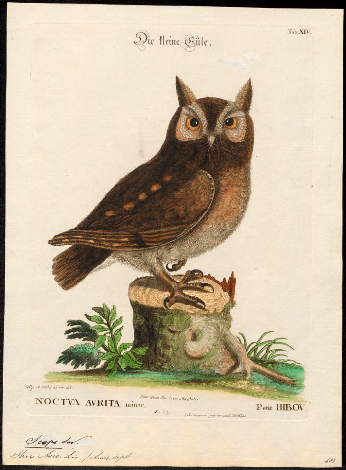 Scops asio - 1700-1880 - Print - Iconographia Zoologica - Special Collections University of Amsterdam - UBA01 IZ18400135