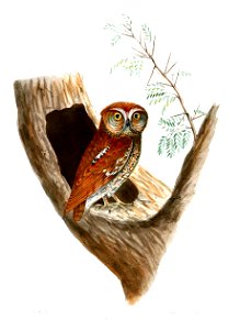 ScopsTuniaJerdon