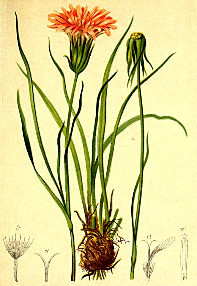 Scorzonera rosea Atlas Alpenflora