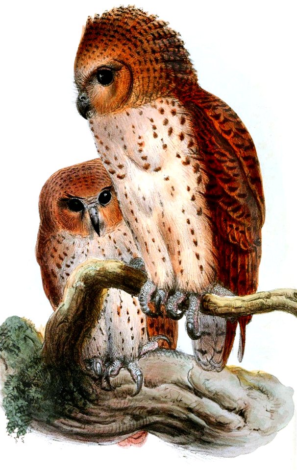 Scotopelia peliIbisV001P015AA