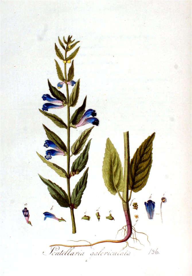 Scutellaria galericulata — Flora Batava — Volume v2