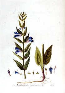 Scutellaria galericulata — Flora Batava — Volume v2