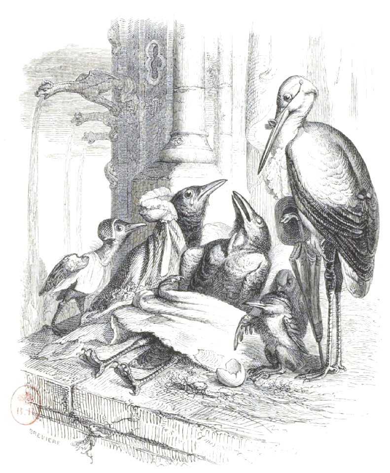 Scènes de la vie privée et publique des animaux, tome 1 0495