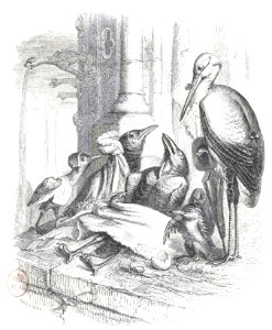 Scènes de la vie privée et publique des animaux, tome 1 0495