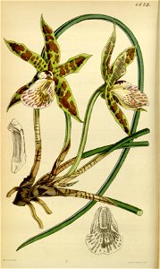 Scuticaria hadwenii (as Bifrenaria hadwenii) - Curtis' 78 (Ser. 3 no. 8) pl. 4629 (1852)