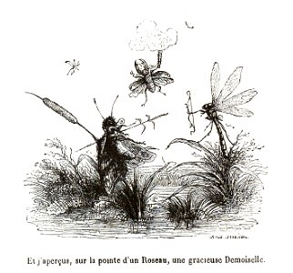 Scènes de la vie privée et publique des animaux, tome 1 0211