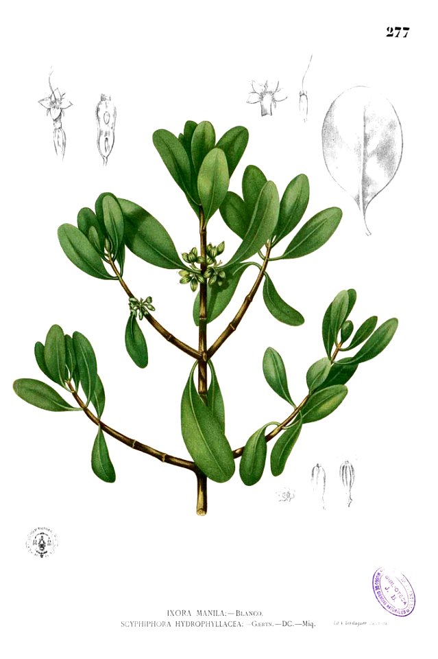 Scyphiphora hydrophylacea Blanco2.277