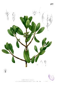 Scyphiphora hydrophylacea Blanco2.277