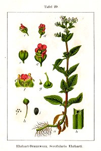 Scrophularia sp Sturm29