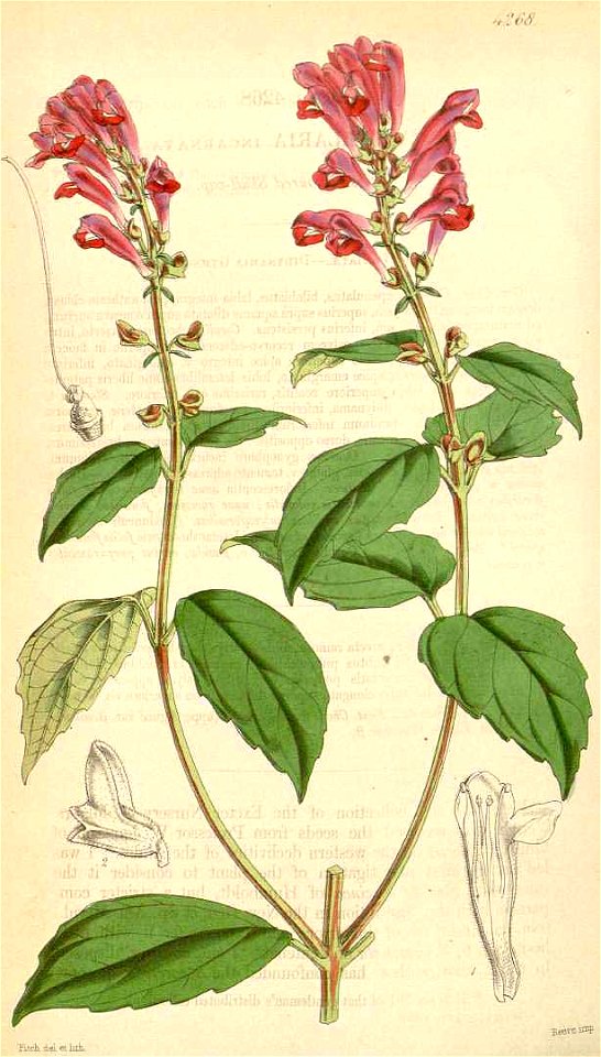 Scutellaria incarnata