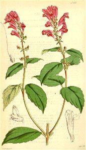 Scutellaria incarnata