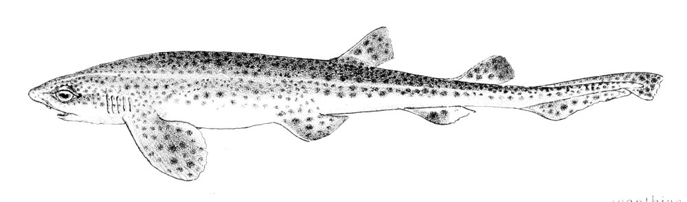 Scyliorhinus canicula1