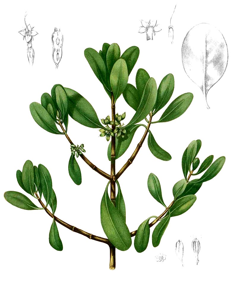 Scyphiphora hydrophylacea Blanco2.277-cropped