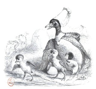Scènes de la vie privée et publique des animaux, tome 2 0118
