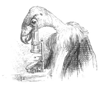 Scènes de la vie privée et publique des animaux, tome 2 0022
