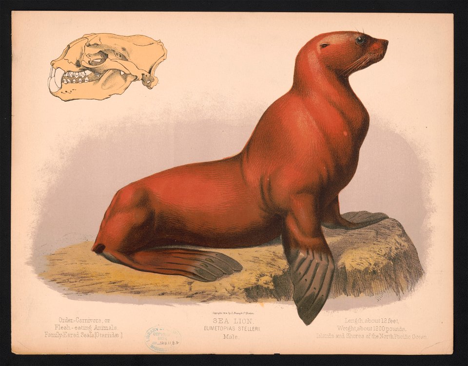 Sea lion. Eumetopias stelleri. Male LCCN2017660740