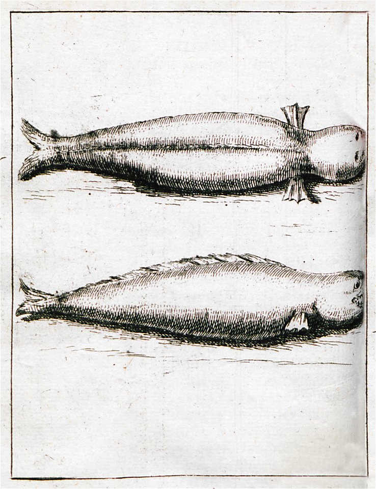 Seals from the lake of Iznik, Asia Minor - Lucas Paul - 1712