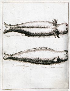 Seals from the lake of Iznik, Asia Minor - Lucas Paul - 1712