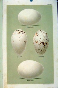 SeebohmPlate18